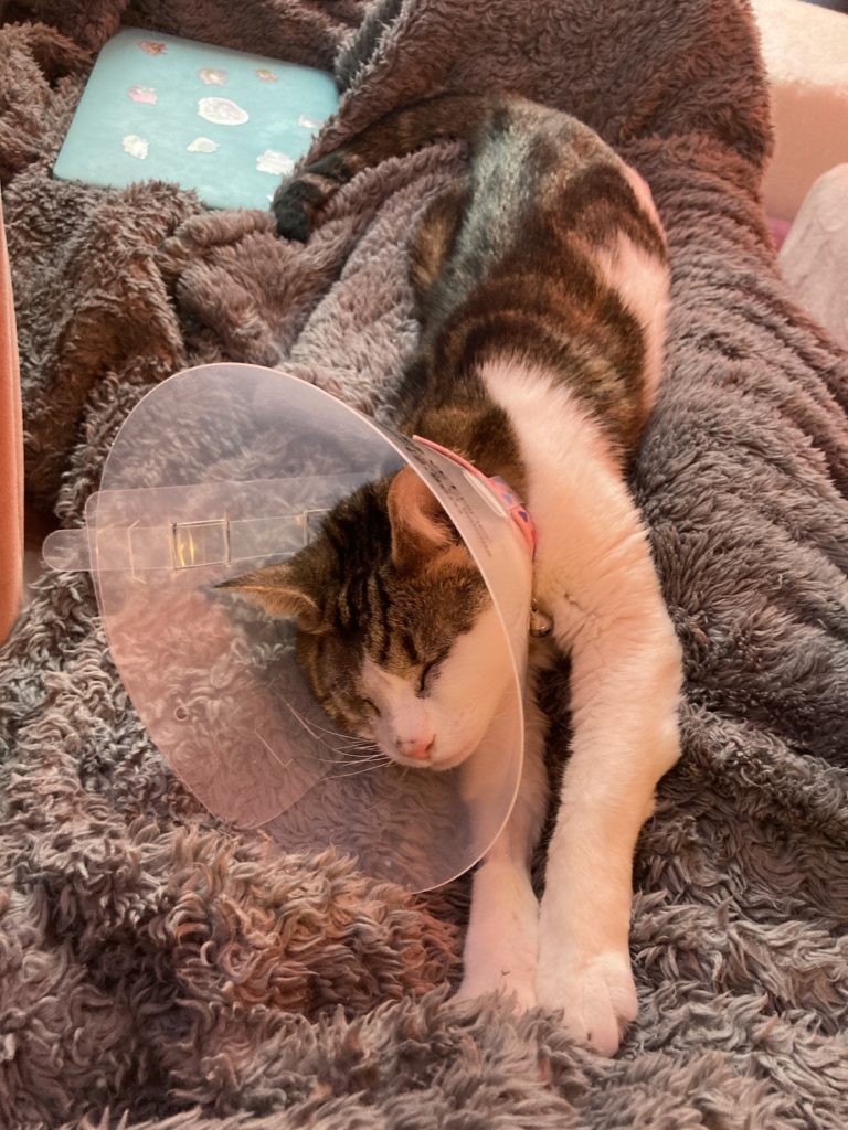 Brown + White cat stretched out on a gray blanket, napping, while wearing a clear cone,